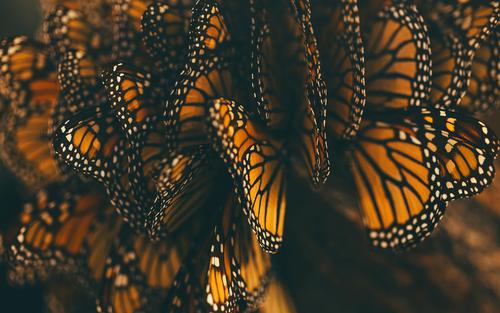 Orange Butterfly Wallpaper