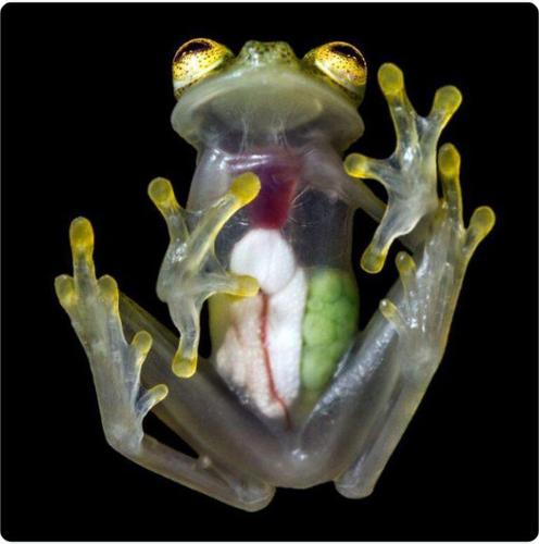 COSTA RICAN FROG WITH TRANSPARENT SKIN