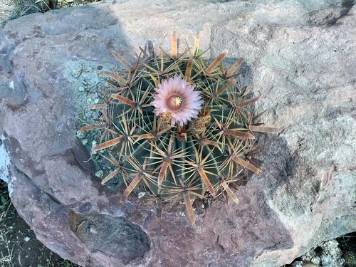 Cactus en flor