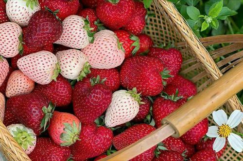 Red and White Pineberries