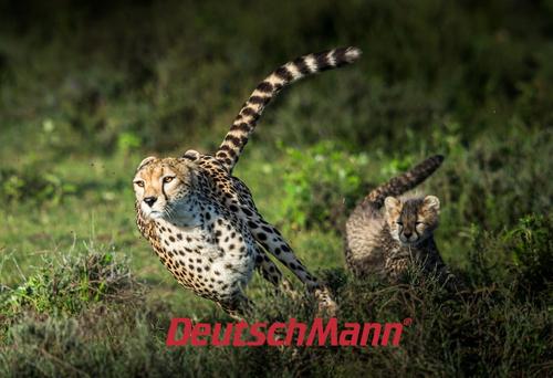 DeutschMann Gepard