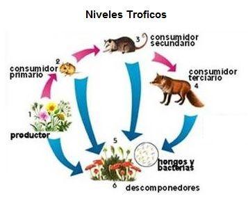 Cadena alimentaria