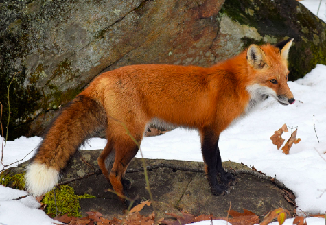 RED FOX JIGSAW PUZZLE