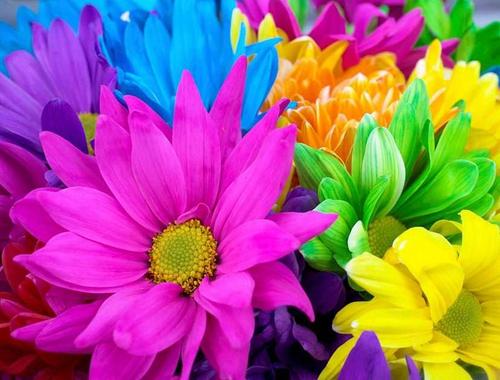 flores