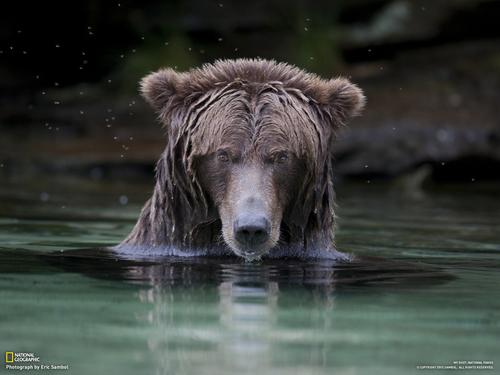 Grizzly Bear
