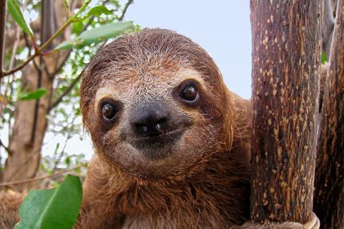 Sloth