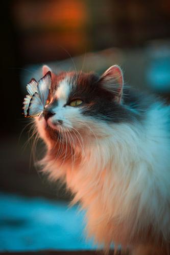 Butterfly Cat