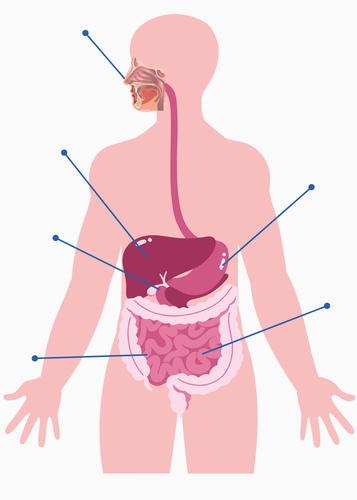 Aparell digestiu