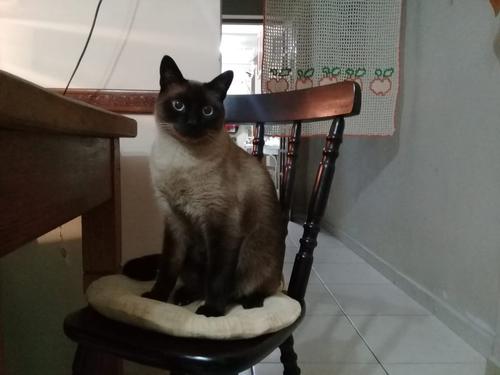 Siamese cat at home