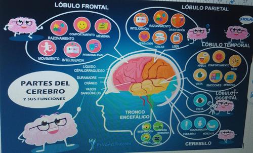 Imagen de las partes del cerebro