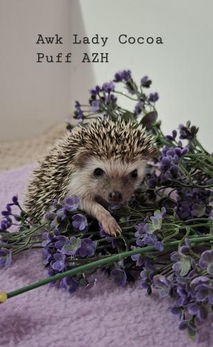 Domesticated hedgehog