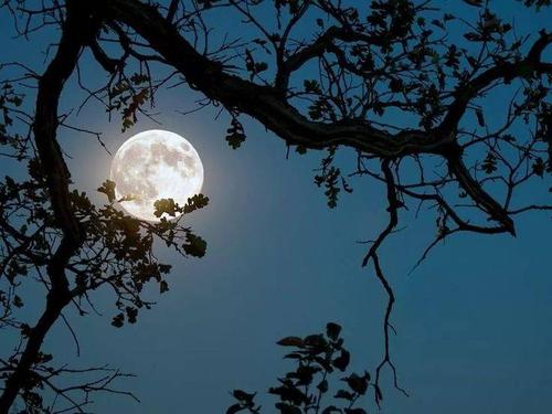 Night's Luminous Orb