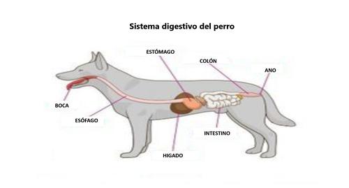 Sistema digestivo del perro