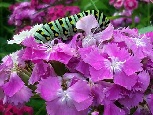 caterpillar - swallowtail