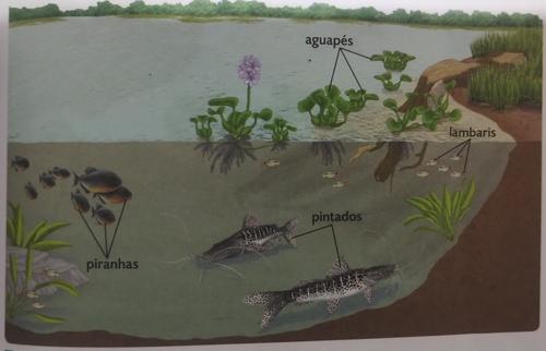 Seres no ecossistema