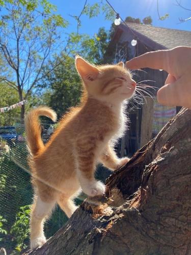 Orange kitten