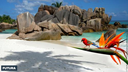 Red Bird Seychelles