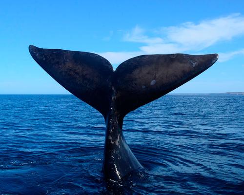 Cola Ballena