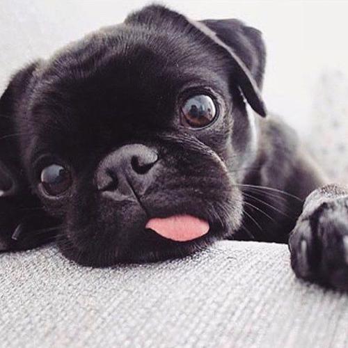 Cute Pug