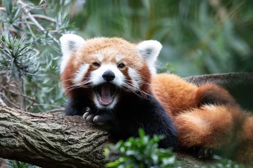 red panda