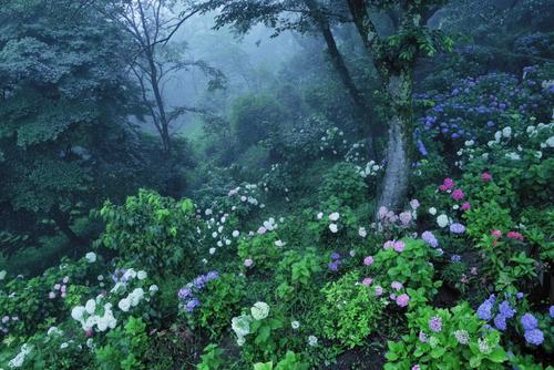 flowers in a forest