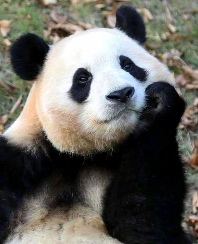 Adorable Giant Panda Posing