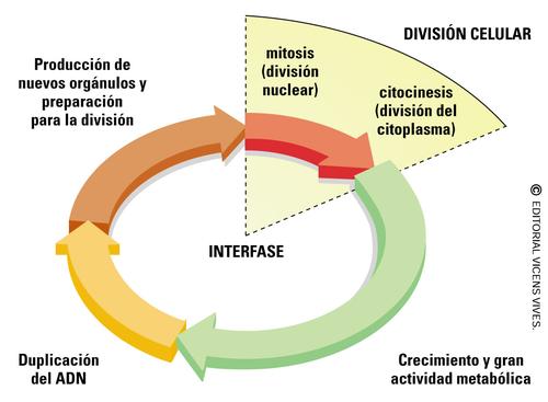 ciclo