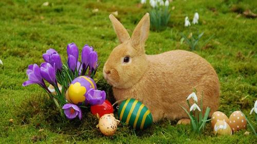 Conejo y los huevos de Pascua