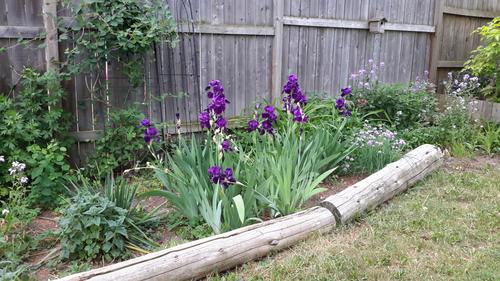 Garden Siberian Iris