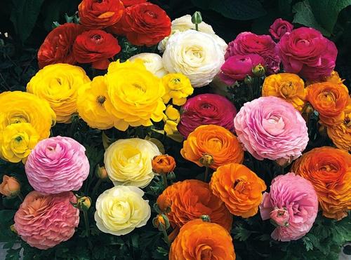 flores
