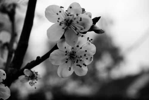 Black and white photo of flower