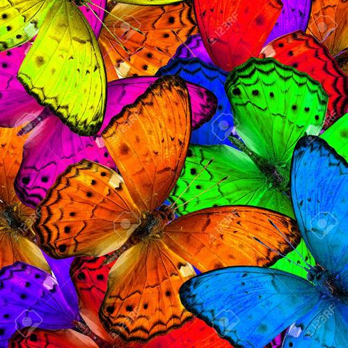 mariposa
