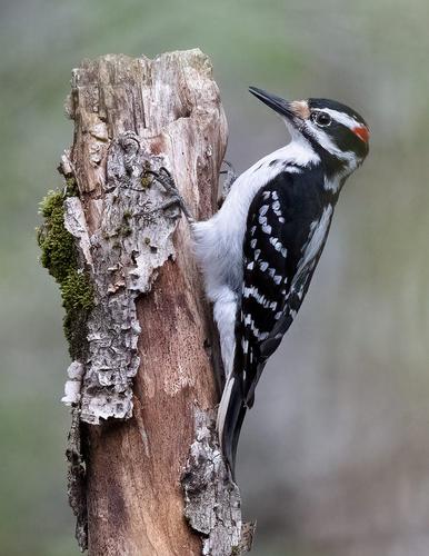 Woodpecker