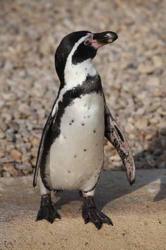 Pinguino