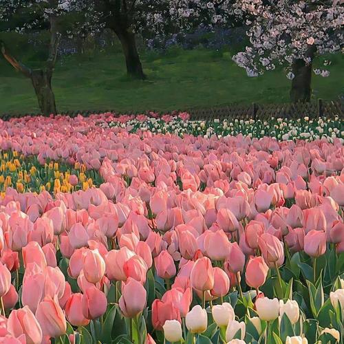 Sea of Pink Flowers