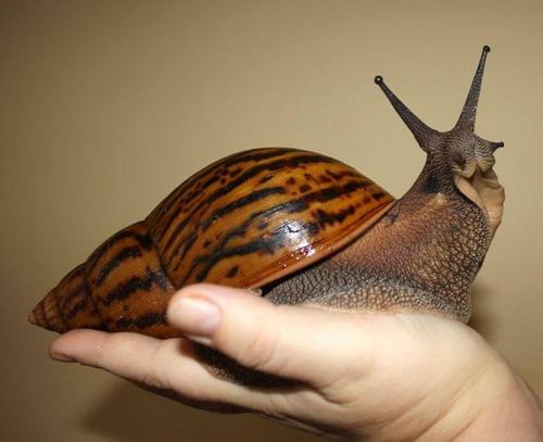dont buy this snail
