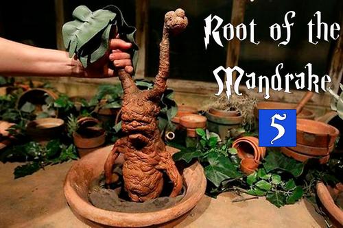 Root of the mandrake