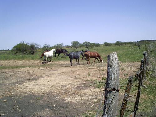 Caballos