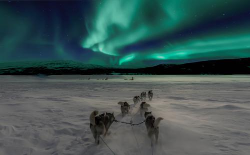 Aurora Borealis and dogs