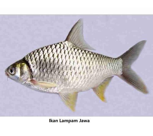 Ikan Lampam Jawa