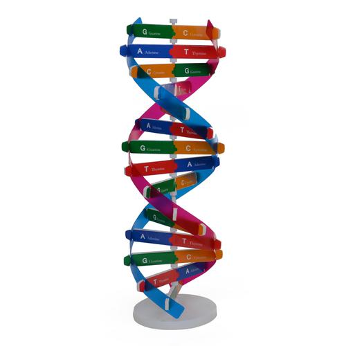 MOELCULA DE DNA