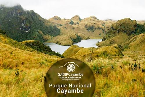 Cayambe coca