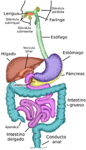 SISTEMA DIGESTIVO