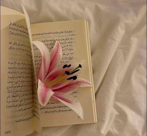 Lily on the Book
