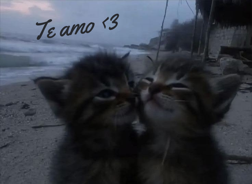 Michis de Amor JEJE