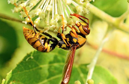 Japanese Oriental Wasp