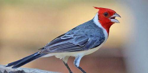 Cardenal