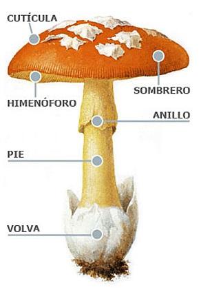 Amanita