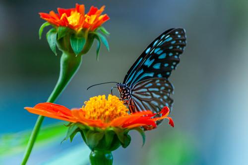 Butterfly puzzle