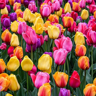 juego de rompecabezas de flores de tulipanes